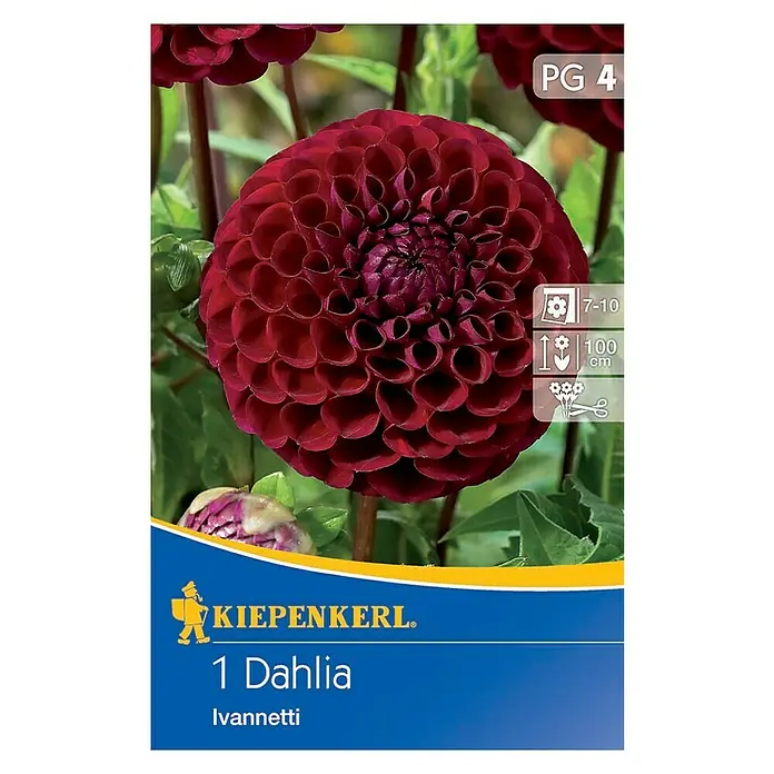 Kiepenkerl Herbstblumenzwiebeln Ball-Dahlie - Dahlia 'Ivanetti', Dunkelrot, 1 Stk. - Das Bild zeigt eine "1 Dahlia Ivanetti"-Blumenzwiebelpackung. Die Packung zeigt eine dunkelrote Dahlie, Blütezeit, Höhe und Pflegehinweise.