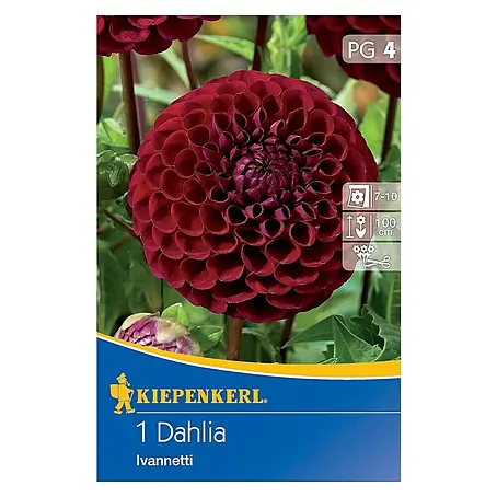 Kiepenkerl  Herbstblumenzwiebeln Ball-Dahlie