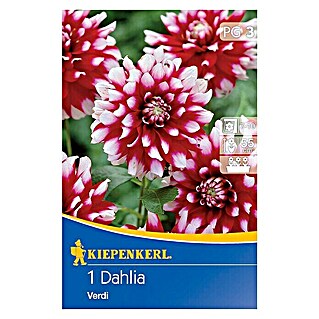 Kiepenkerl Herbstblumenzwiebeln Beet-Dahlie (Dahlia 'Verdi', 1 Stk.)