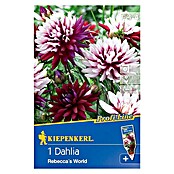 Kiepenkerl Profi-Line Herbstblumenzwiebeln (Dahlia 'Rebeccas World', Burgunderrot/Rosa/Cremeweiß, 1 Stk.) | BAUHAUS