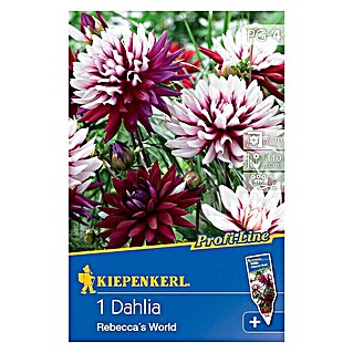 Kiepenkerl Profi-Line Herbstblumenzwiebeln (Dahlia 'Rebeccas World', Burgunderrot/Rosa/Cremeweiß, 1 Stk.)