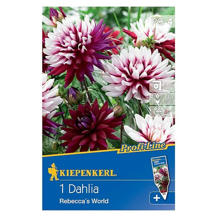 Kiepenkerl Profi-Line Herbstblumenzwiebeln - Dahlia 'Rebeccas World', Burgunderrot/Rosa/Cremeweiß, 1 Stk. - Bild einer Dahlienknolle der Sorte "Rebecca's World" von Kiepenkerl, ideal für farbenfrohe Akzente im Garten.