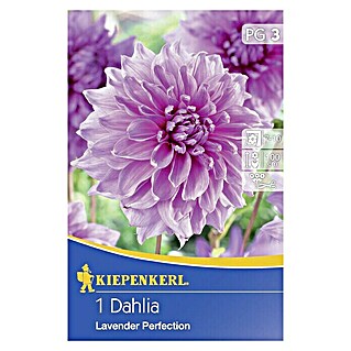 Kiepenkerl Herbstblumenzwiebeln (Dahlia 'Lavender Perfection', Lavendelrosa, 1 Stk.)