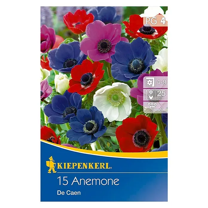Kiepenkerl Sommerblumenzwiebeln Windröschen - Anemone coronaria 'Da Caen', 15 Stk. - Abbildung einer Packung Kiepenkerl 15 Anemone De Caen Blumenzwiebeln, die eine lebendige Vielfalt mehrfarbiger Anemonenblüten zeigt.