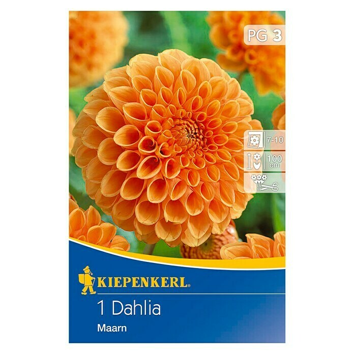 Kiepenkerl Herbstblumenzwiebeln Ball-Dahlie (Dahlia 'Maarn', Orange, 1 Stk.) | BAUHAUS