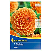 Kiepenkerl Herbstblumenzwiebeln Ball-Dahlie (Dahlia 'Maarn', Orange, 1 Stk.) | BAUHAUS