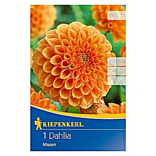 Kiepenkerl Herbstblumenzwiebeln Ball-Dahlie (Dahlia 'Maarn', Orange, 1 Stk.)