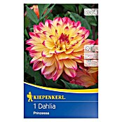 Kiepenkerl Herbstblumenzwiebeln Deko-Dahlie (Dahlia 'Prinzess', Gelb/Pink, 1 Stk.) | BAUHAUS