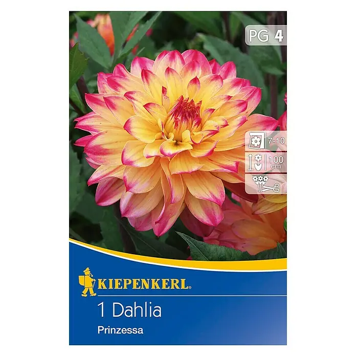 Kiepenkerl Herbstblumenzwiebeln Deko-Dahlie - Dahlia 'Prinzess', Gelb/Pink, 1 Stk. - Produktbild einer "1 Dahlia Prinzessa"-Blumenzwiebelpackung, die eine gelb-pinkfarbene Dahlie zeigt.