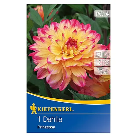 Kiepenkerl  Herbstblumenzwiebeln Deko-Dahlie
