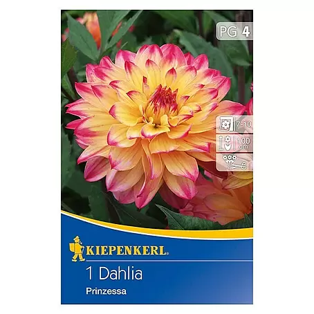 Kiepenkerl  Herbstblumenzwiebeln Deko-Dahlie