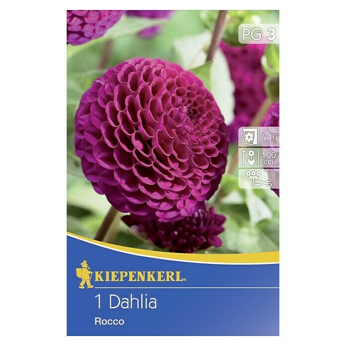 Kiepenkerl Herbstblumenzwiebeln Pompon-Dahlien (Dahlia 'Rocco', Purpur, 1 Stk.) | BAUHAUS