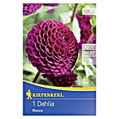 Kiepenkerl Herbstblumenzwiebeln Pompon-Dahlien (Dahlia 'Rocco', Purpur, 1 Stk.) | BAUHAUS