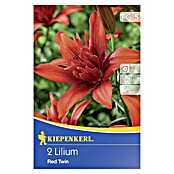 Kiepenkerl Sommerblumenzwiebeln Lilie (Lilium x hybrida 'Red Twin', 2 Stk.) | BAUHAUS