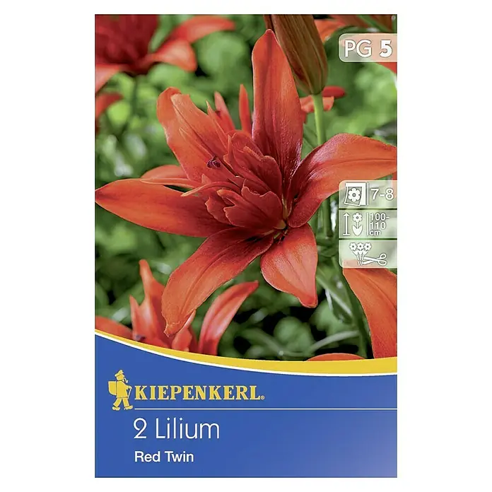 Kiepenkerl Sommerblumenzwiebeln Lilie - Lilium x hybrida 'Red Twin', 2 Stk. - Lilium Red Twin: Doppelblütige, leuchtend rote Lilien für Beet und Topf. Ideal für farbenfrohe Akzente im Garten.