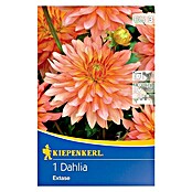 Kiepenkerl Herbstblumenzwiebeln Zwerg-Dahlie (Dahlia 'Extase', Apricot, 1 Stk.) | BAUHAUS