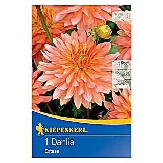 Kiepenkerl Herbstblumenzwiebeln Zwerg-Dahlie (Dahlia 'Extase', Apricot, 1 Stk.)