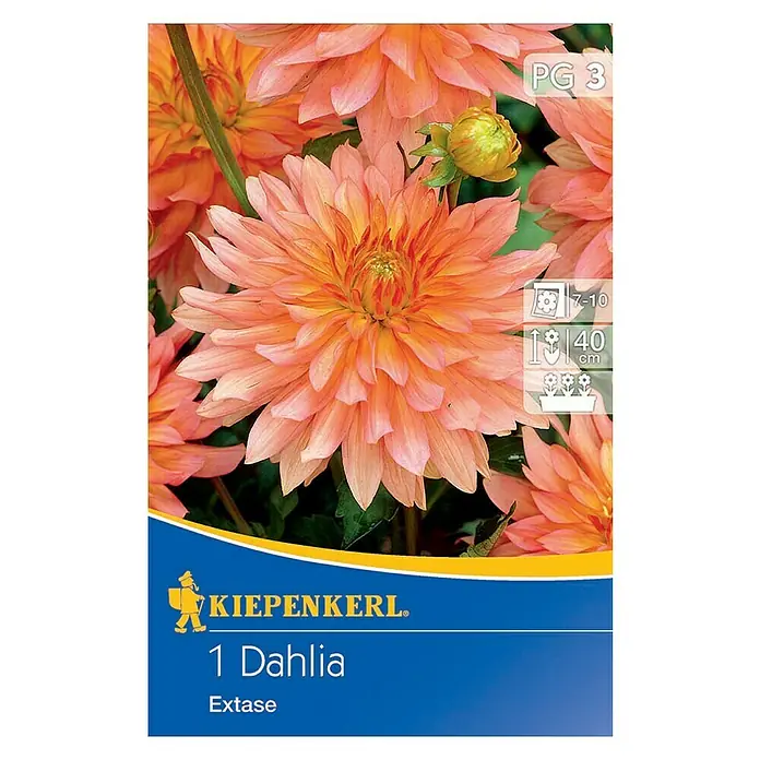 Kiepenkerl Herbstblumenzwiebeln Zwerg-Dahlie - Dahlia 'Extase', Apricot, 1 Stk. - Das Bild zeigt eine 'Extase' Dahlie von Kiepenkerl. Die Blüte ist lachsfarben und dicht gefüllt, typisch für Dahlien.