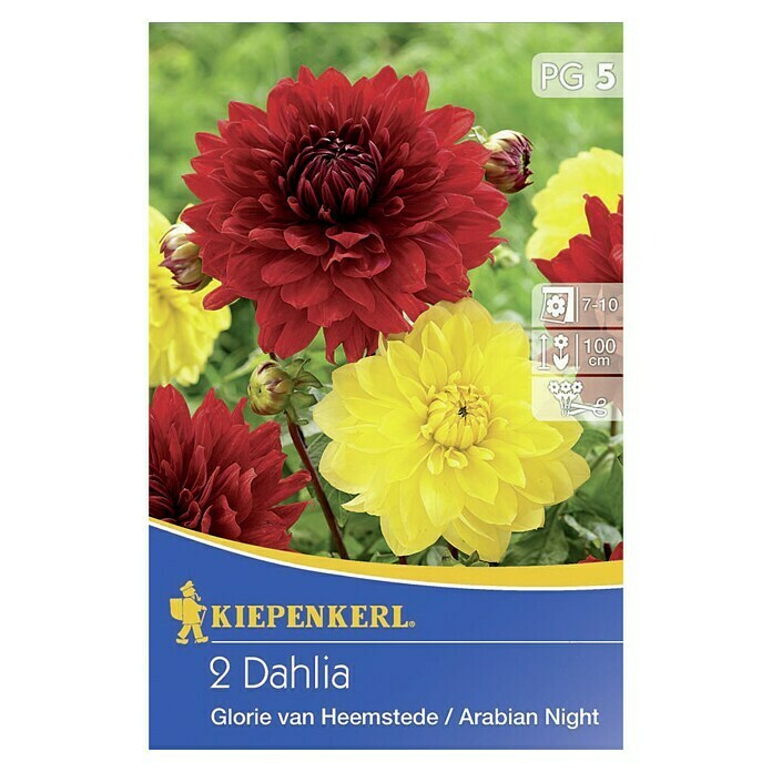 Kiepenkerl Herbstblumenzwiebel-Mix Dahlien-Duett (Dahlia 'Glorie van Heemstede' & 'Arabian Night', Rot & Gelb, Gefüllt, 2 Stk., Blütezeit: Juli) | BAUHAUS