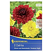 Kiepenkerl Herbstblumenzwiebel-Mix Dahlien-Duett (Dahlia 'Glorie van Heemstede' & 'Arabian Night', Rot & Gelb, Gefüllt, 2 Stk., Blütezeit: Juli) | BAUHAUS