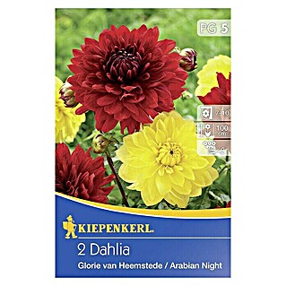 Kiepenkerl Herbstblumenzwiebel-Mix Dahlien-Duett (Dahlia 'Glorie van Heemstede' & 'Arabian Night', Rot & Gelb, Gefüllt, 2 Stk., Blütezeit: Juli)