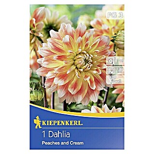 Kiepenkerl Herbstblumenzwiebeln Deko-Dahlie (Dahlia 'Peaches and Cream', Gelb-orange, 1 Stk.)