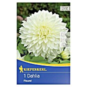 Kiepenkerl Herbstblumenzwiebeln (Dahlia 'Fleurel', Weiß, 1 Stk.) | BAUHAUS