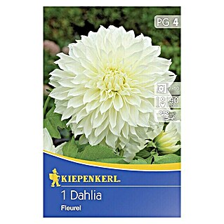 Kiepenkerl Herbstblumenzwiebeln (Dahlia 'Fleurel', Weiß, 1 Stk.)