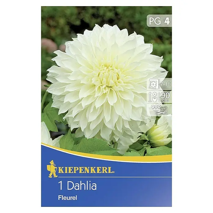 Kiepenkerl Herbstblumenzwiebeln - Dahlia 'Fleurel', Weiß, 1 Stk. - Die Dahlie 'Fleurel' von Kiepenkerl ist eine wunderschöne, reinweiße Dahlie. Sie blüht von Juli bis Oktober und erreicht eine Höhe von bis zu 90 cm.