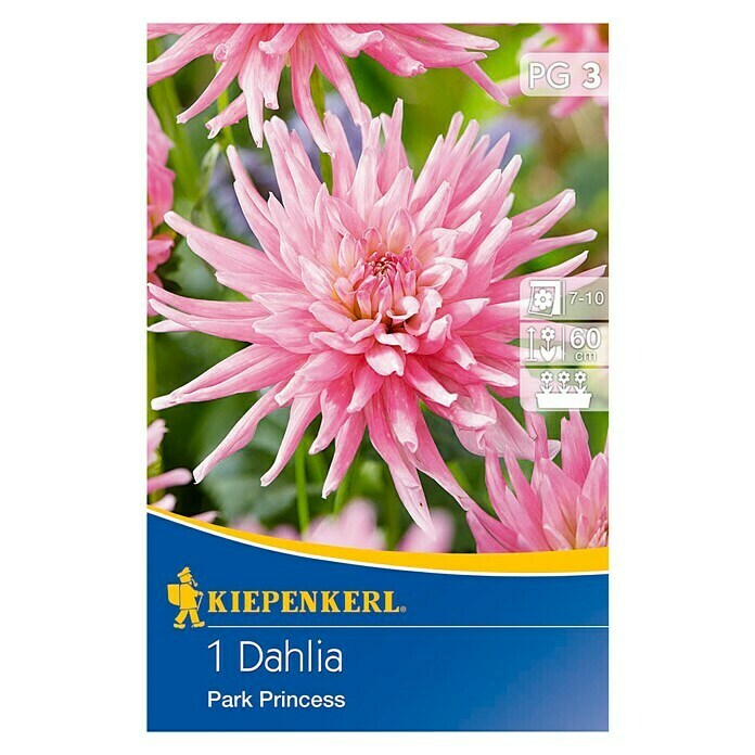 Kiepenkerl Herbstblumenzwiebeln Beet-Dahlie (Dahlia 'Park Princess', 1 Stk.) | BAUHAUS