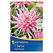 Kiepenkerl Herbstblumenzwiebeln Beet-Dahlie (Dahlia 'Park Princess', 1 Stk.) | BAUHAUS