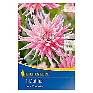 Kiepenkerl Herbstblumenzwiebeln Beet-Dahlie (Dahlia 'Park Princess', 1 Stk.)