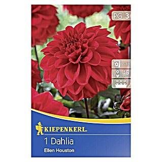 Kiepenkerl Herbstblumenzwiebeln Beet-Dahlie (Dahlia 'Ellen Houston', 1 Stk.)