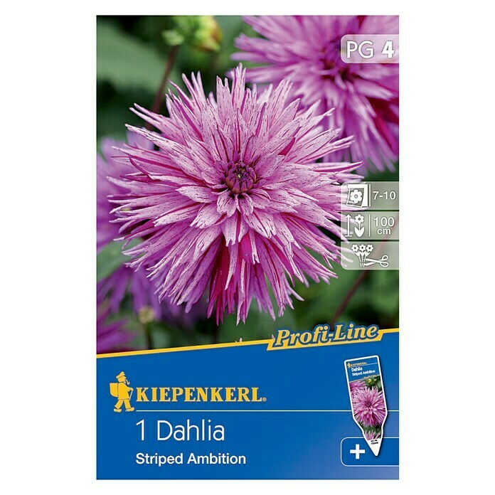 Kiepenkerl Profi-Line Herbstblumenzwiebeln (Dahlia 'Striped Ambition', Violett-Rosa gesprenkelt, 1 Stk.) | BAUHAUS