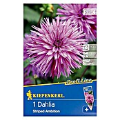 Kiepenkerl Profi-Line Herbstblumenzwiebeln (Dahlia 'Striped Ambition', Violett-Rosa gesprenkelt, 1 Stk.) | BAUHAUS