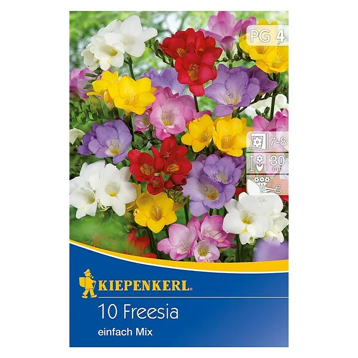 Kiepenkerl Sommerblumenzwiebeln Freesien - Freesia x hybrida einfachblühend, 10 Stk. - Freesien-Blumenzwiebeln-Packung von Kiepenkerl, 10 Zwiebeln in verschiedenen Farben für einen bunten Garten.