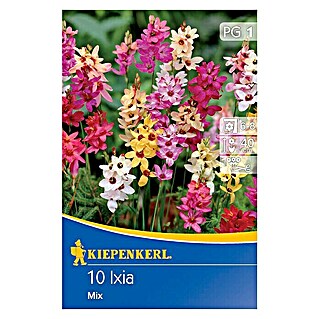 Kiepenkerl Sommerblumenzwiebeln Abendblume (Ixia x hybrida, 10 Stk.)