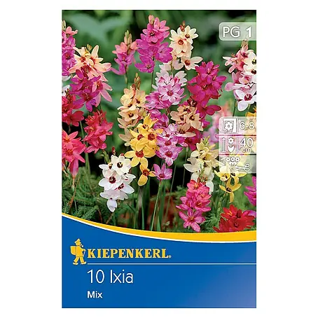Kiepenkerl  Sommerblumenzwiebeln Abendblume