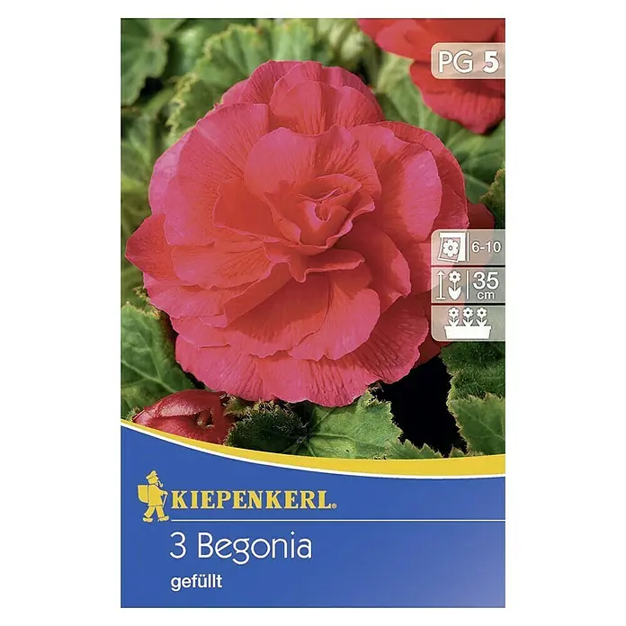 Kiepenkerl Sommerblumenzwiebeln Begonie rot - Begonia x tuberhybrida, 3 Stk. - Nahaufnahme einer Kiepenkerl 3 Begonia gefüllt-Packung mit einer rosa Begonie im Vordergrund und Infos zur Pflanztiefe und Blütezeit.