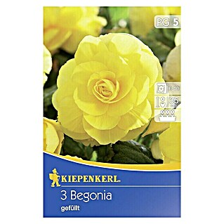Kiepenkerl Sommerblumenzwiebeln Begonie gelb (Begonia x tuberhybrida, 3 Stk.)