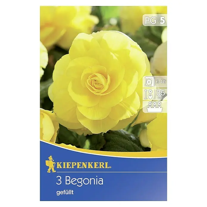 Kiepenkerl Sommerblumenzwiebeln Begonie gelb - Begonia x tuberhybrida, 3 Stk. - Samentüte mit dem Bild einer gelben Begonie gefüllt, Marke Kiepenkerl, ideal für den Garten oder Balkon.