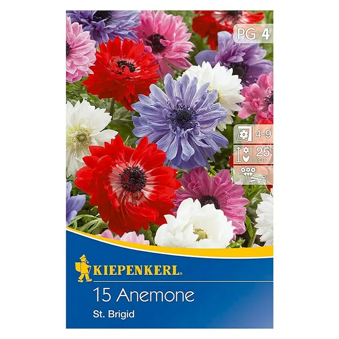 Kiepenkerl Sommerblumenzwiebeln Windröschen - Anemone coronaria 'St. Brigid', 15 Stk. - Verpackung mit 15 Anemonen 'St. Brigid' Blumenzwiebeln. Eine farbenfrohe Mischung für Garten und Vase, Höhe bis 25 cm.