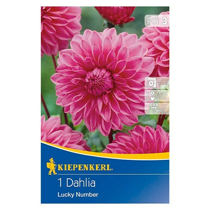 Kiepenkerl Herbstblumenzwiebeln Deko-Dahlie (Dahlia 'Lucky Number', Rosa, 1 Stk.) | BAUHAUS