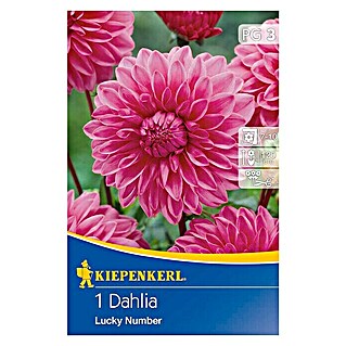 Kiepenkerl Herbstblumenzwiebeln Deko-Dahlie (Dahlia 'Lucky Number', Rosa, 1 Stk.)