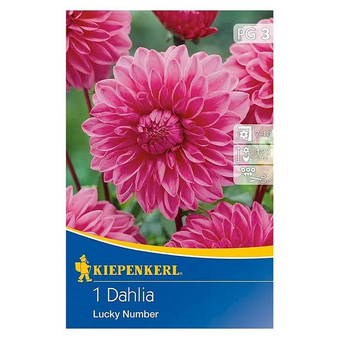 Kiepenkerl Herbstblumenzwiebeln Deko-Dahlie - Dahlia 'Lucky Number', Rosa, 1 Stk. - Produktbild einer Dahlie "Lucky Number" von Kiepenkerl. Die Blüte ist pink und hat eine dichte, gefüllte Form. Informationen zu Pflanzzeit und Höhe sind abgebildet.