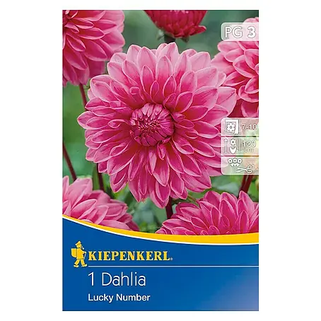 Kiepenkerl  Herbstblumenzwiebeln Deko-Dahlie