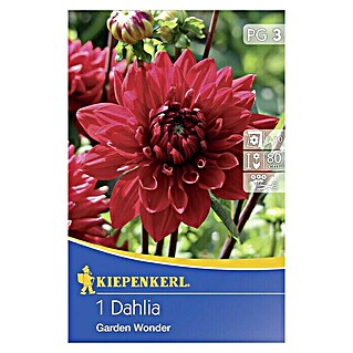 Kiepenkerl Herbstblumenzwiebeln Deko-Dahlie (Dahlia 'Garden Wonder', Dunkelrot, 1 Stk.)