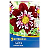 Kiepenkerl Herbstblumenzwiebeln (Dahlia x hybrida, Mehrfarbig, 1 Stk.) | BAUHAUS