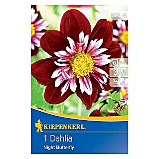 Kiepenkerl Herbstblumenzwiebeln (Dahlia x hybrida, Mehrfarbig, 1 Stk.)