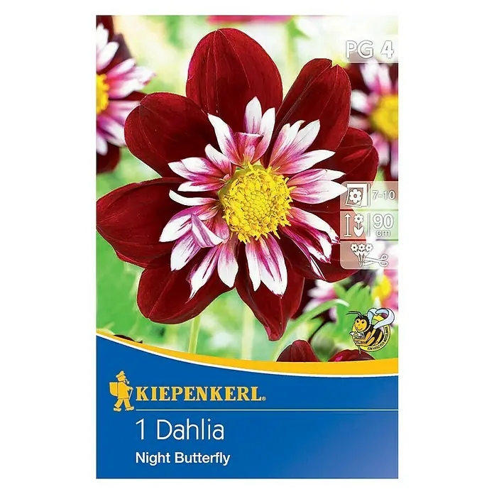 Kiepenkerl Herbstblumenzwiebeln - Dahlia x hybrida, Mehrfarbig, 1 Stk. - Dahlie 'Night Butterfly' auf einer Produktverpackung. Die Dahlie hat eine tiefrote Farbe mit weißen Akzenten in der Mitte.